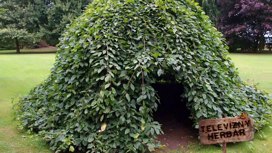 Карпинус бетулус