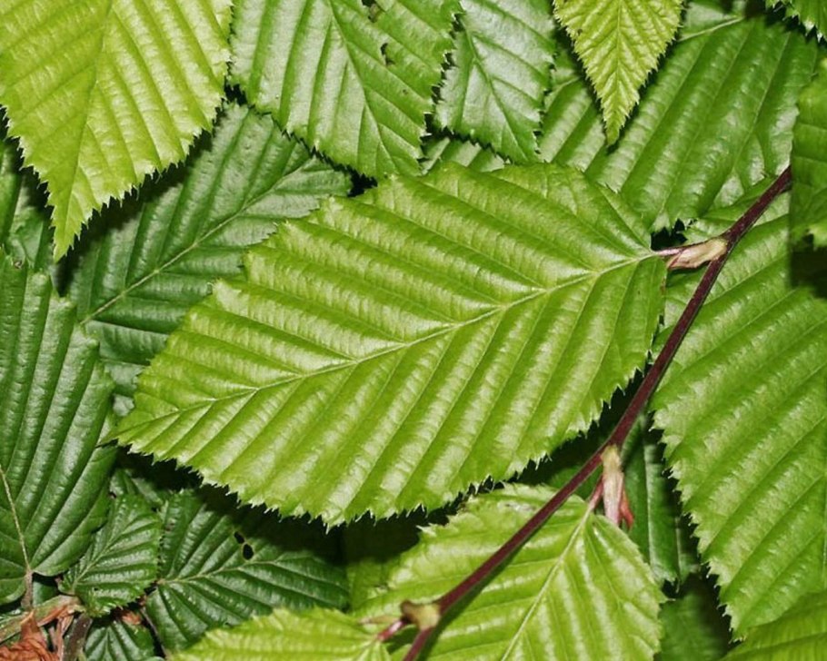 Граб Восточный грабинник