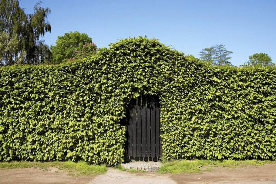 Carpinus betulus изгородь