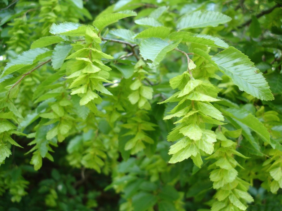 Carpinus betulus (граб обыкновенный) 'Fastigiata'