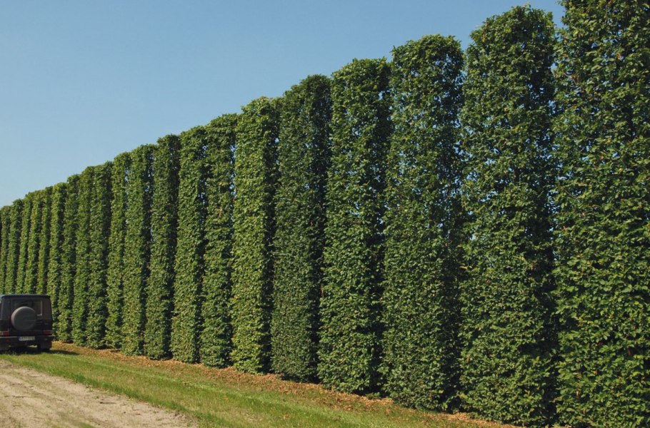 Граб обыкновенный Живая изгородь