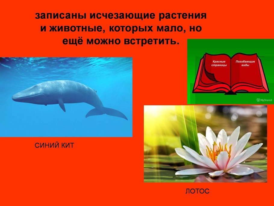 Краснокнижные растения рябчик шахматный