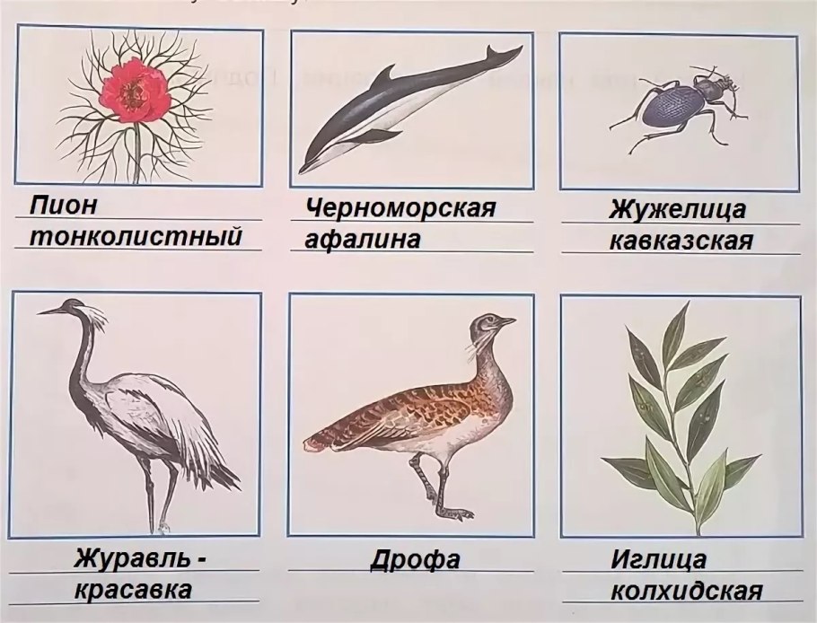 Башмачок крупноцветковый