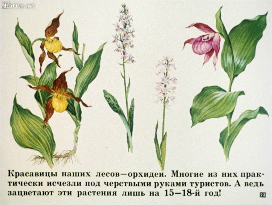 Растения красной книги России