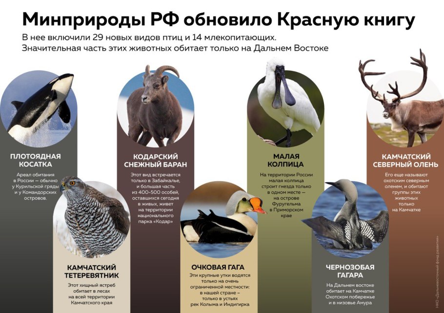 Какие страницы есть в красной книге