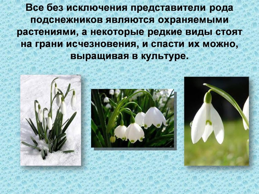 Красная книга Омской области растения
