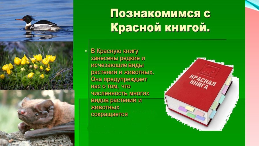 Красная книга растений Новосибирской области растения
