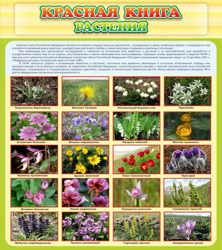 Красная книга Рязанской области животные и растения