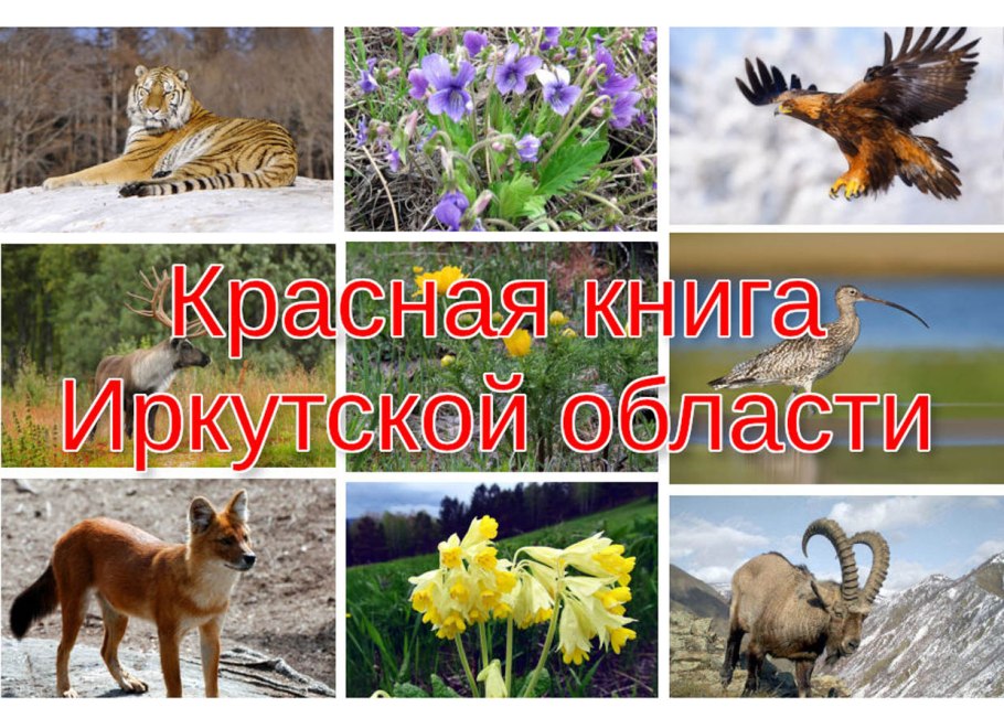 Какие животные занесены в красную книгу