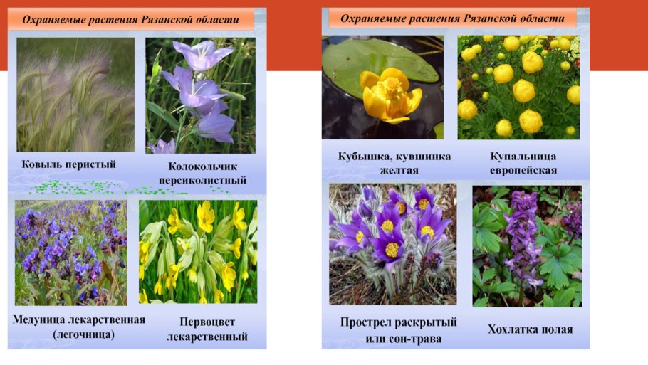 Красная книга Ростовской области обложка