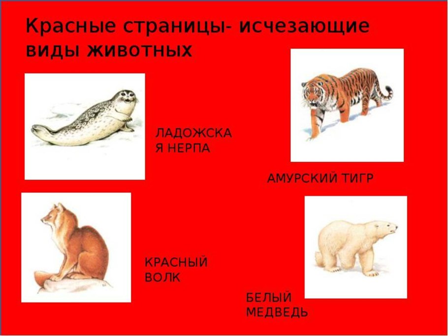 Северная Орхидея Венерин башмачок