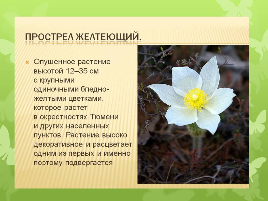 Растения красной книги России