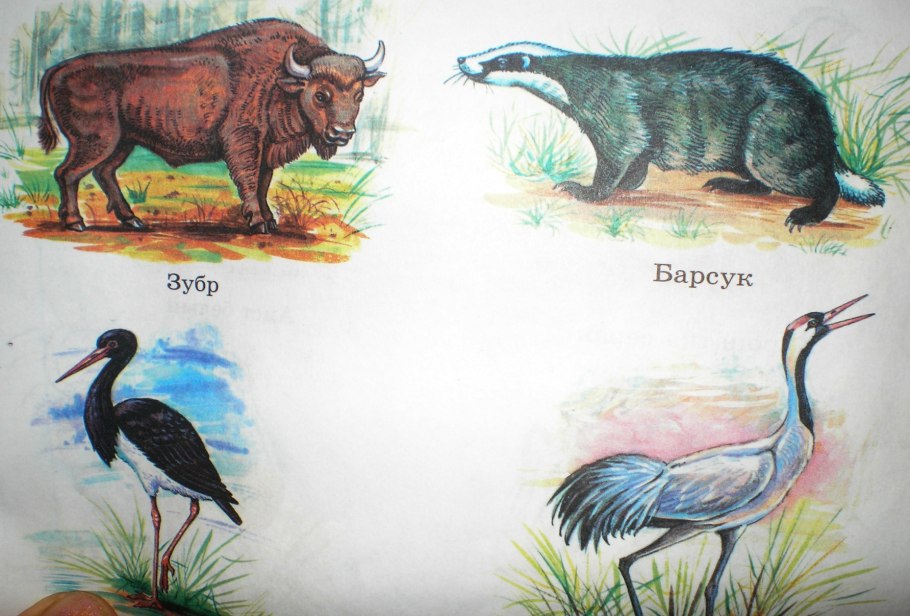 Растения Новосибирской области занесенные в красную книгу