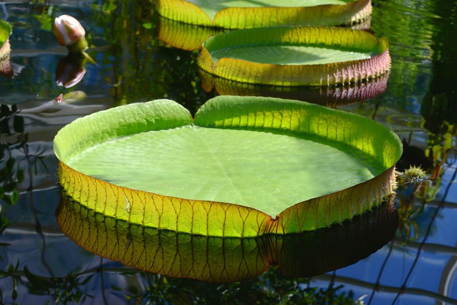 Мангровые леса корни