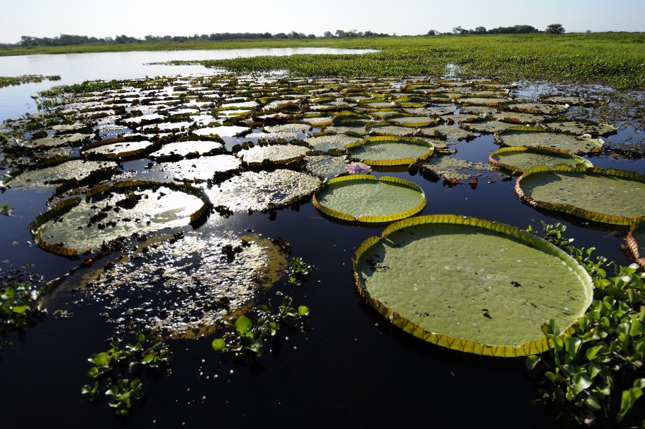 Озеро Пантанал Бразилия