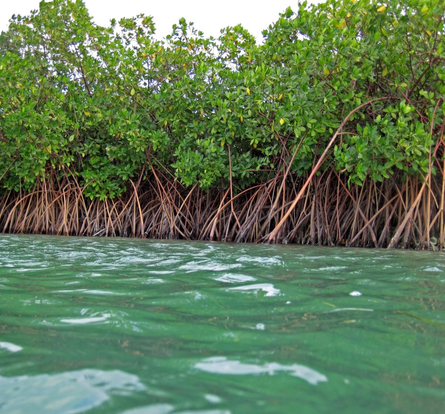 Мангровые заросли австралии