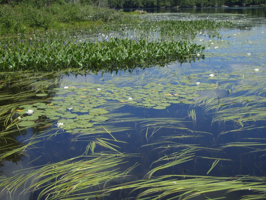 Бамбук Широшима