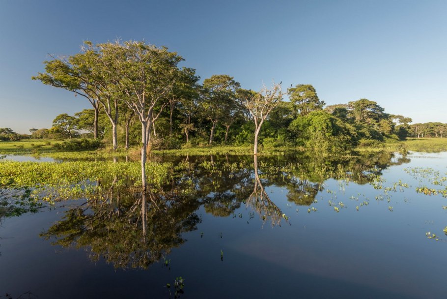 Водоросли в озере