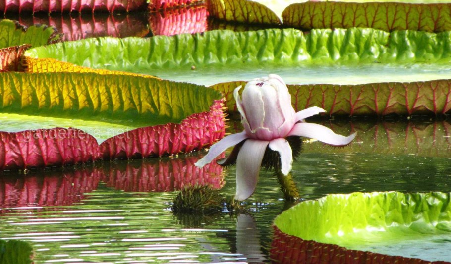 Ходульные корни мангры