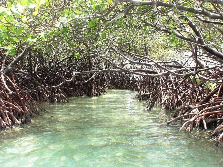 Мальдивы Флора мангровые