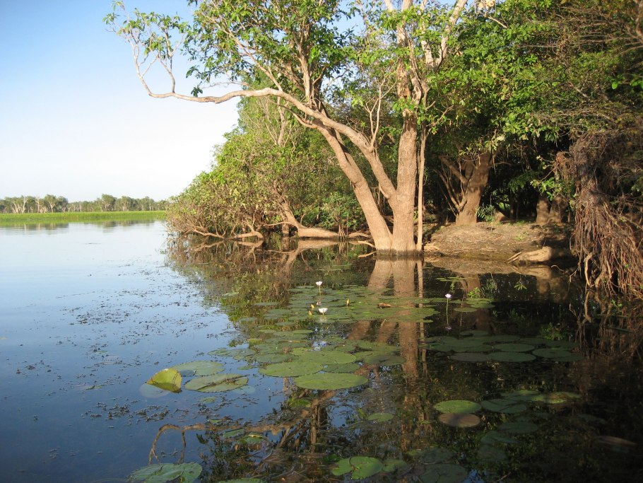 Тасмания остров папоротников