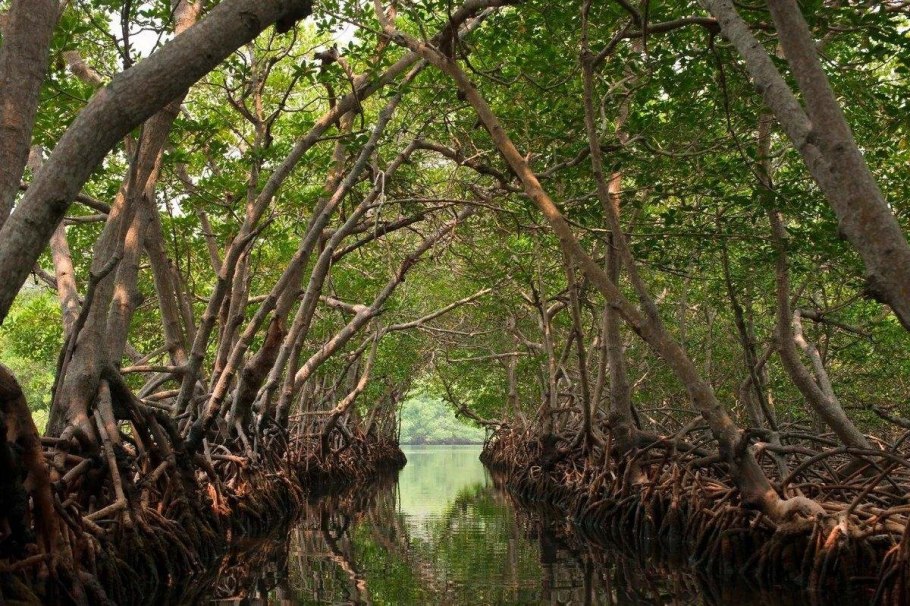 Морские лилии