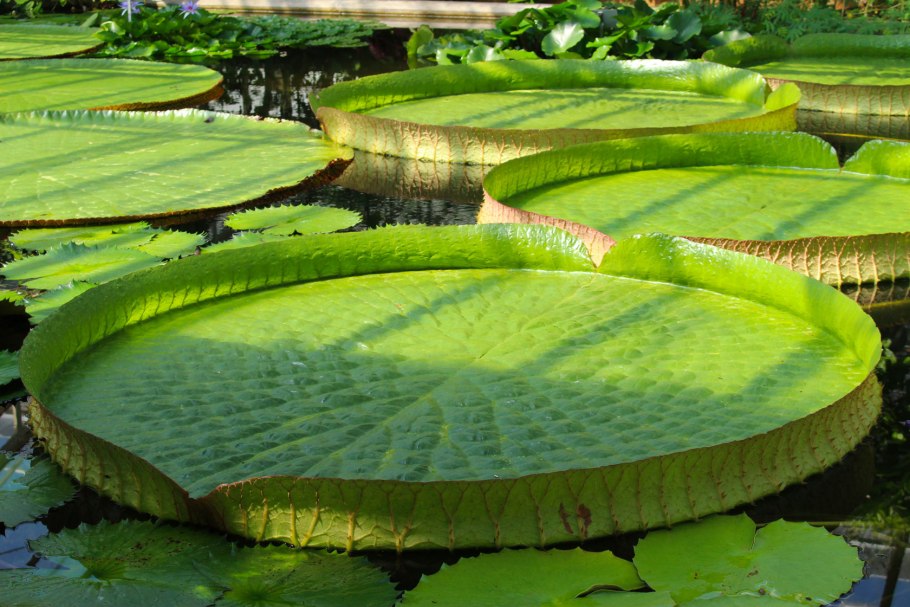 Кувшинка нимфея красная