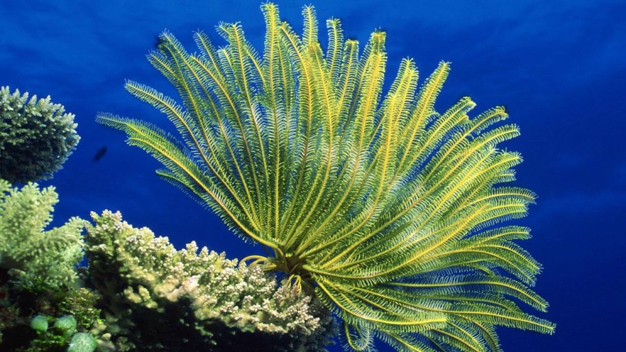 Растения Австралии мангры