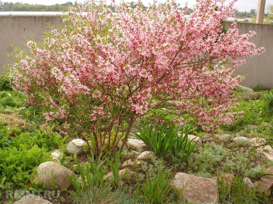 Миндаль Степной куст