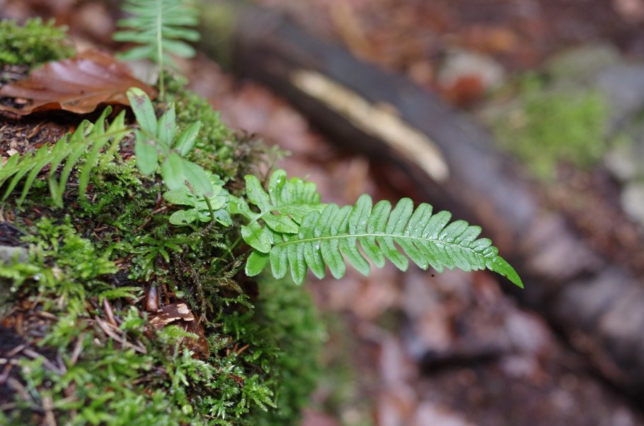 Ягоды папоротника