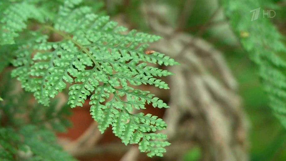 Папоротник свернулся