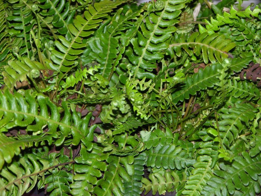 Щитовник родственный dryopteris affinis