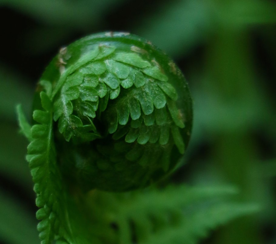 Папоротник зеленый дракон