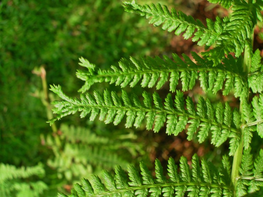 Щитовник широкий