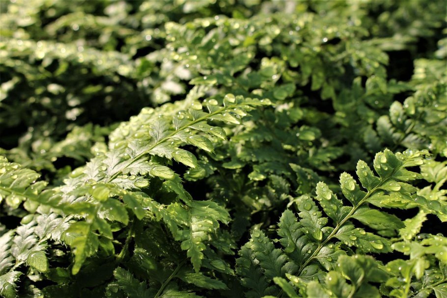 Папоротник Rumohra adiantiformis