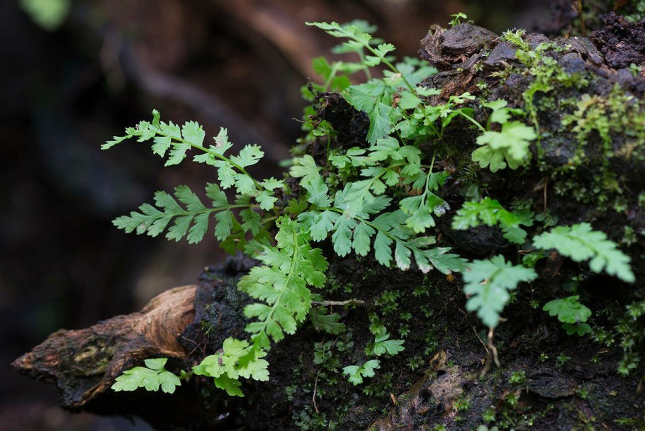 Щитовник садовый папоротник