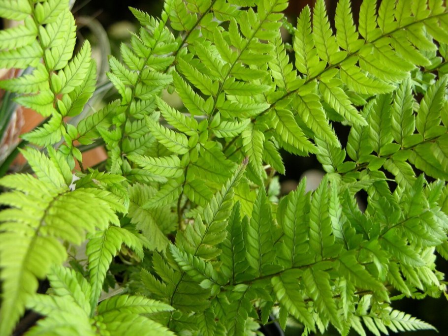 Папоротник Многорядник