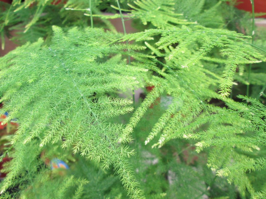 Внешнее строение папоротника щитовника