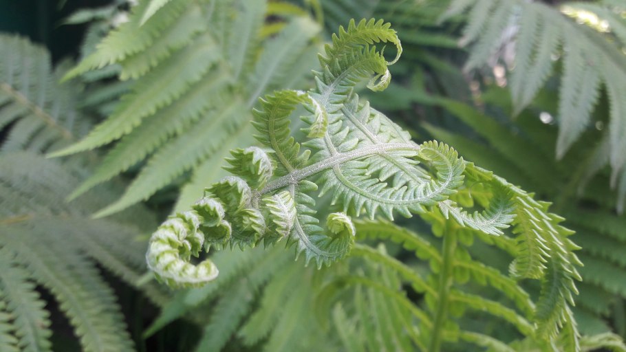 Папоротник орляк цветет