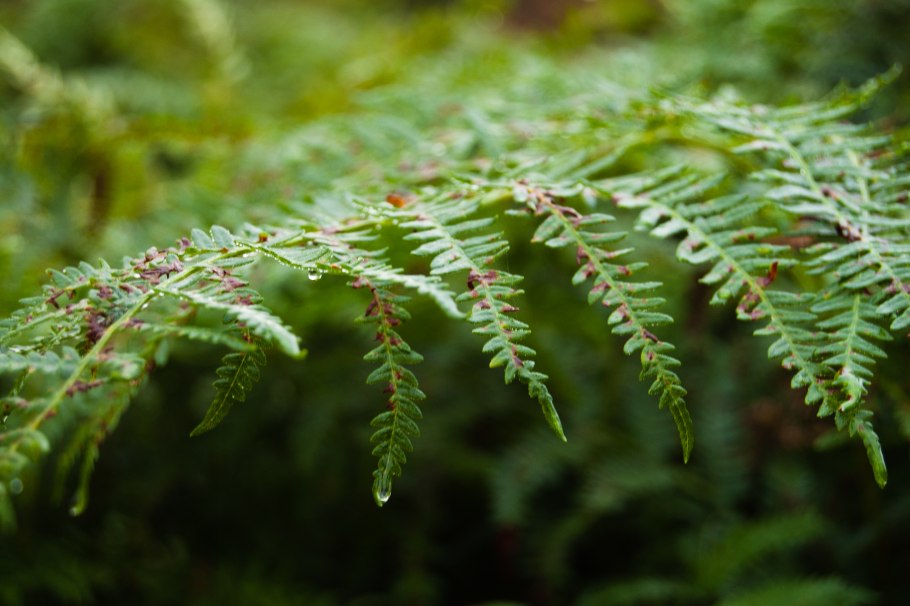 Папоротник макротелиптерис Торреса