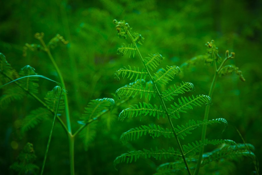 Папоротник Анаклия (орляк)