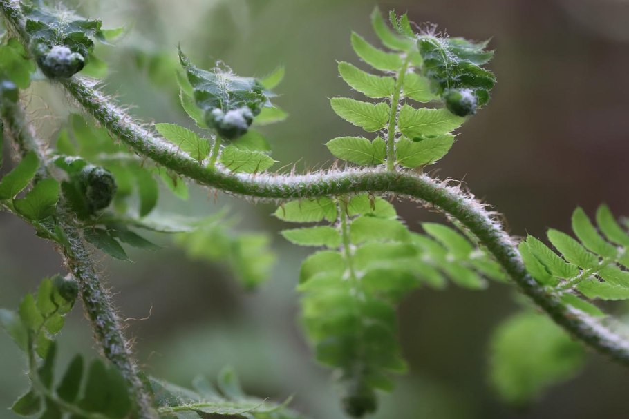 Мараттия папоротник