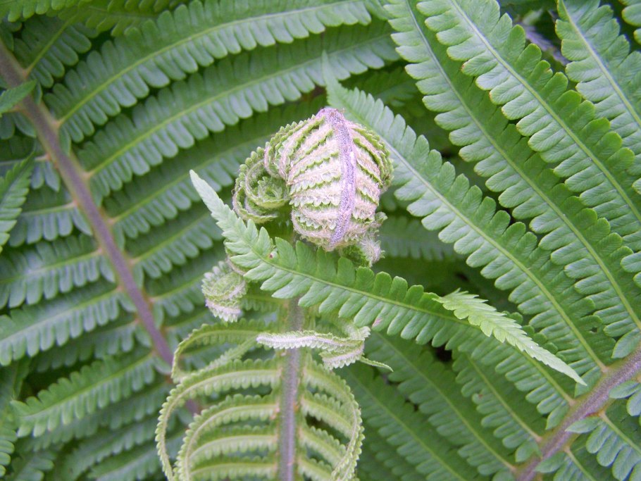 Папоротник орляк описание