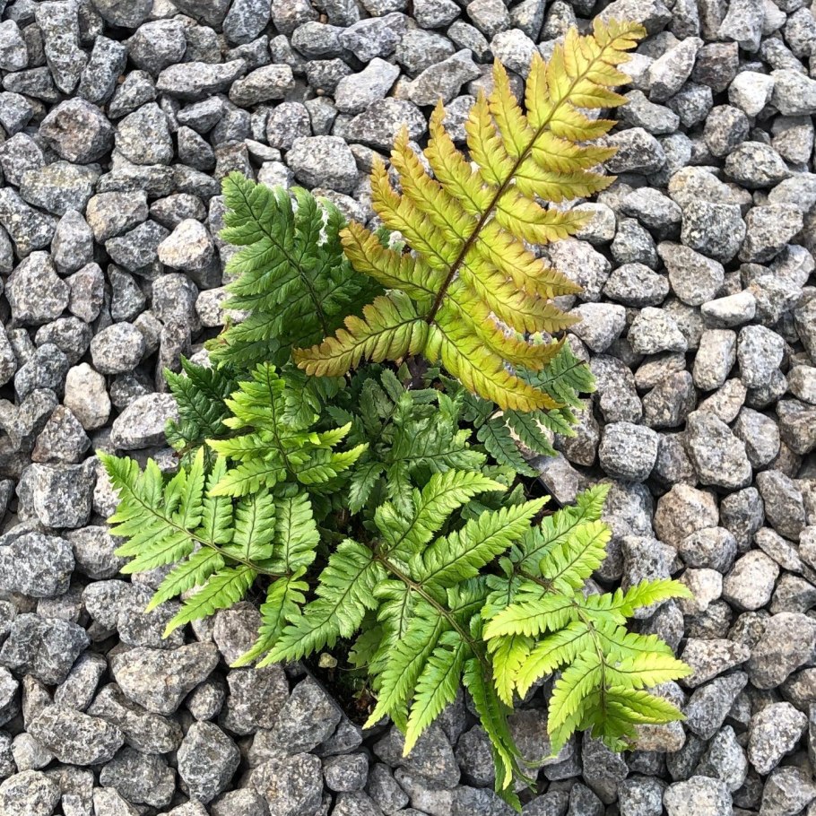 Dryopteris erythrosora