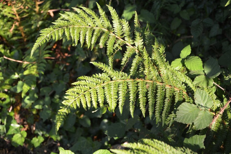 Athyrium Caput-Medusae