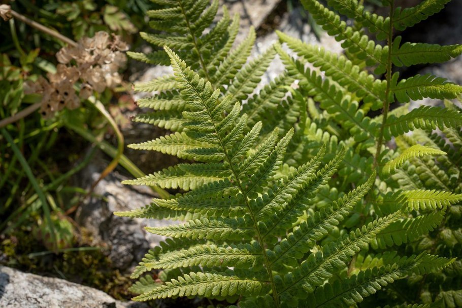 Ягоды папоротника