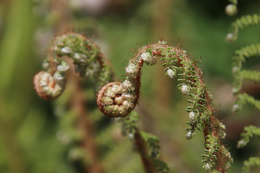 Улитка папоротника