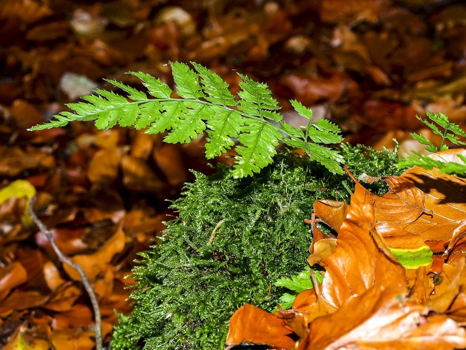 Растение папоротник