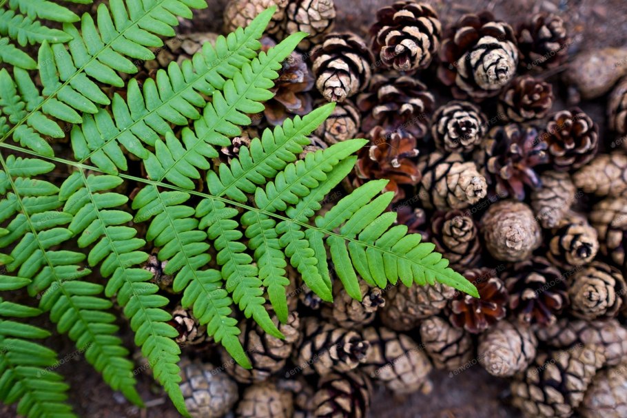 Папоротник кочедыжник