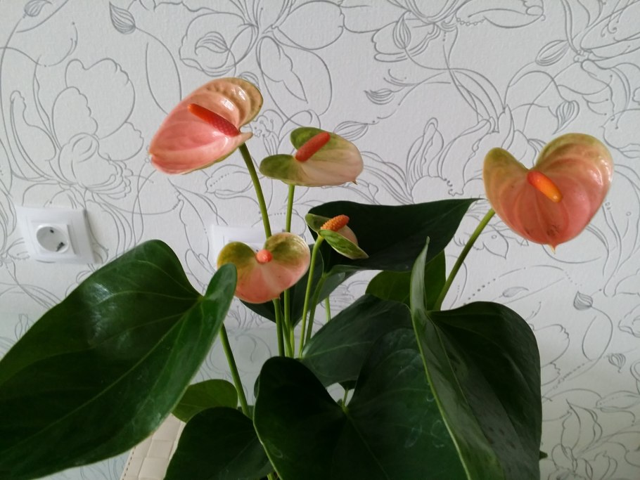 Растение Антуриум Зизу